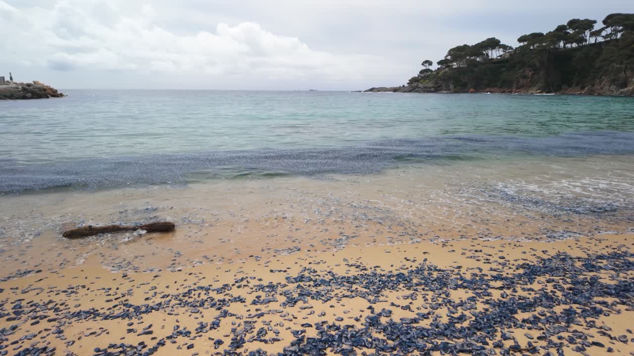 Numerous velella velella, also known as by the wind sailors, lie stranded on a sandy beach, their small, blue bodies creating a striking contrast against the golden sand and turquoise water