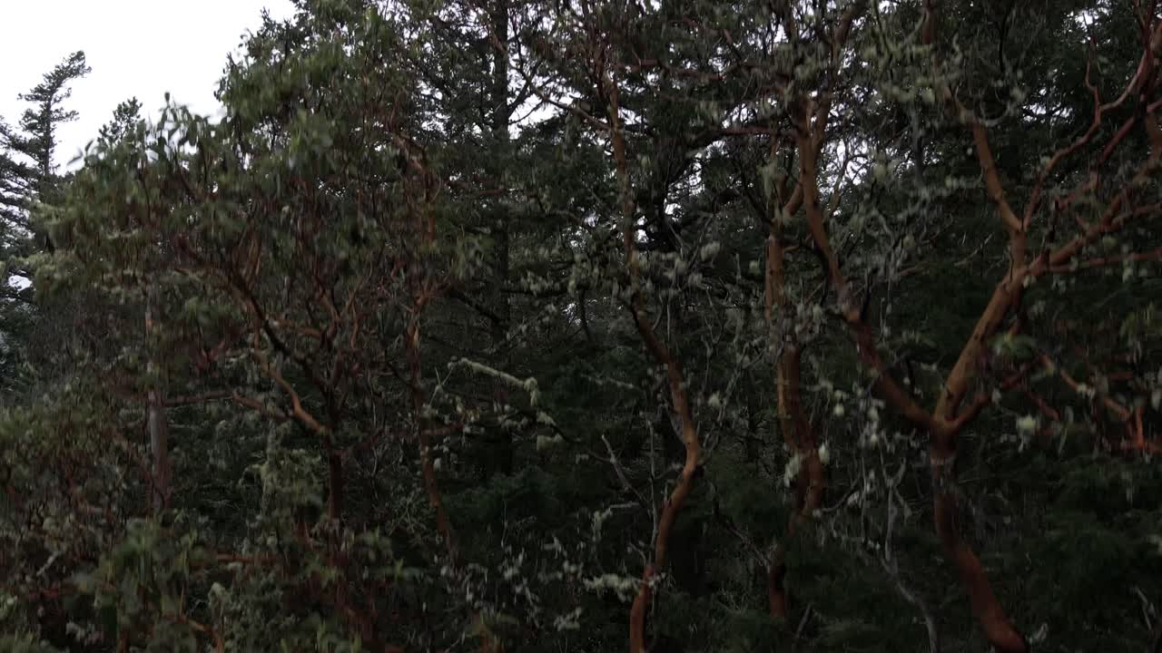 올라가서 범고래 섬과 그 너머의 안개로 뒤덮인 봉우리를 드러냅니다.