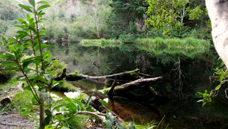 aguas oscuras ricas en nutrientes de la presa del sendero disa kloof rodeadas de vegetación exuberante