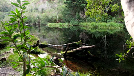 aguas oscuras ricas en nutrientes de la presa del sendero disa kloof rodeadas de vegetación exuberante