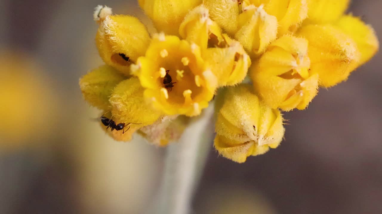 황금 해안 정원에서 노란 꽃을 탐구하는 개미