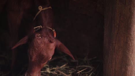 Cute-young-cow-eating-hay-in-the-shed,-close-up