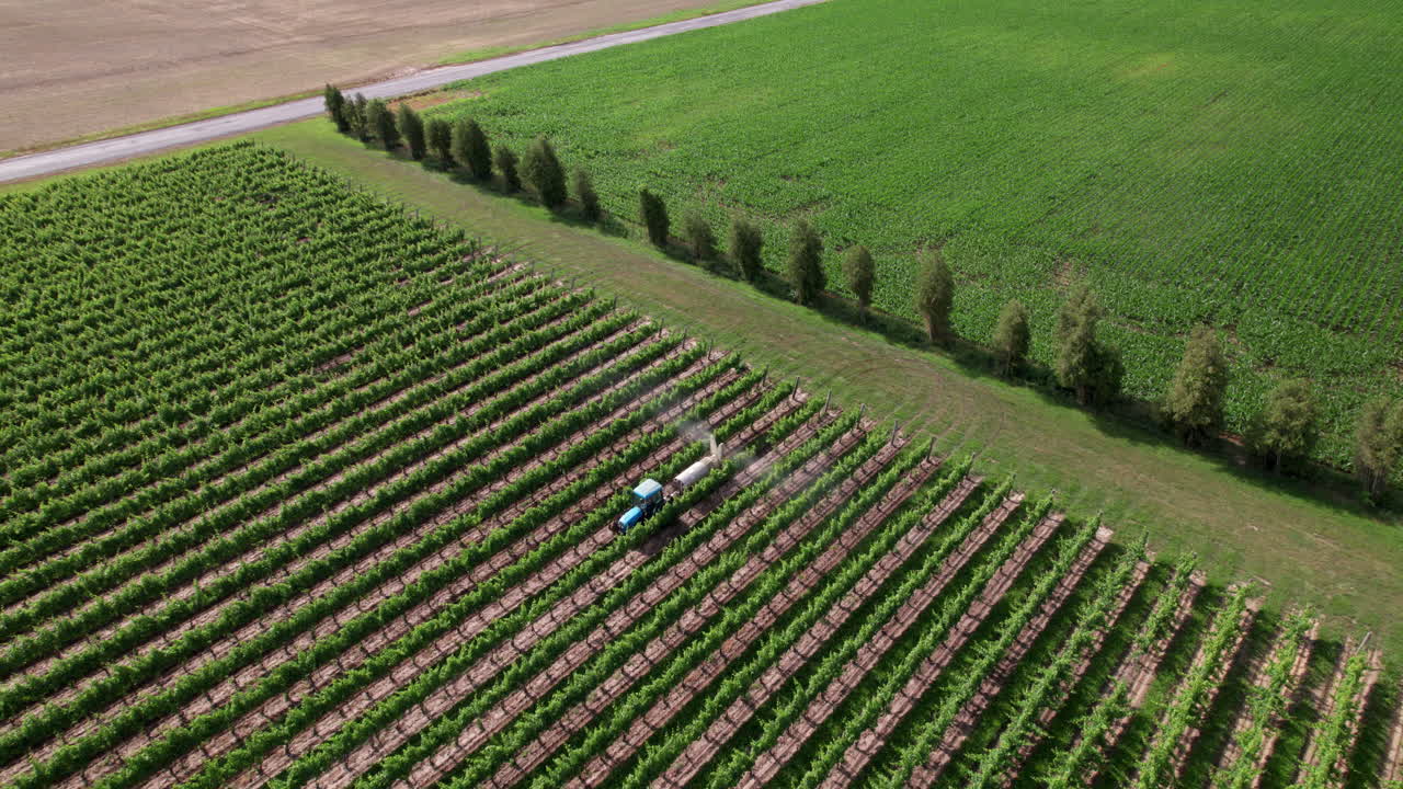 tractor rociando químicos a las vides de uva en el viñedo en un día soleado