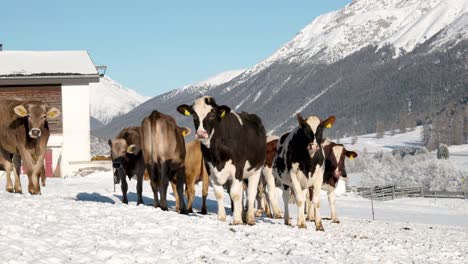 Mehrere-Kühe-Schauen-An-Einem-Sonnigen,-Schneebedeckten-Wintertag-In-Die-Kamera