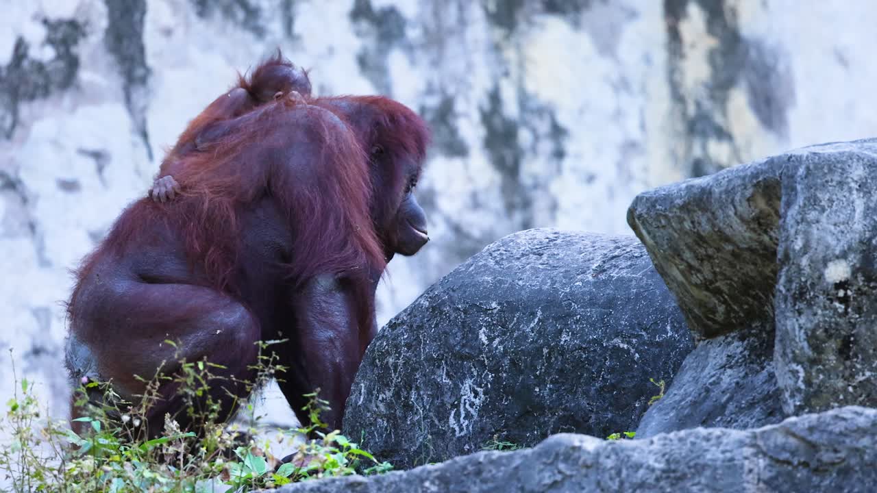 orangután relajándose en las rocas en chonburi, tailandia