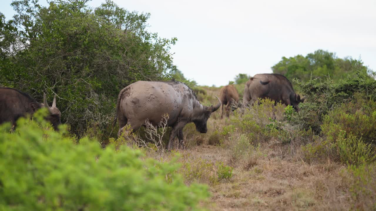 Natuurfoto van een kudde buffels in de Afrikaanse bush die de immense omvang en kracht van deze dieren laat zien