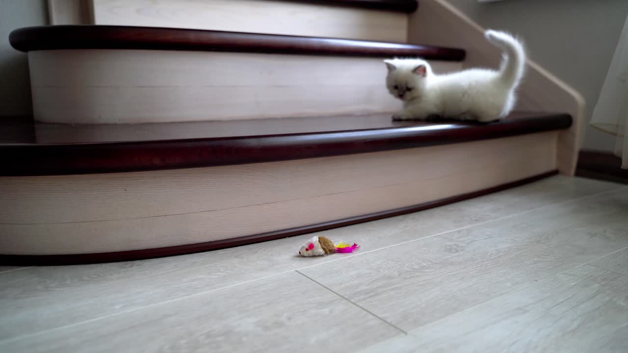 Cat playing with toy mouse. White cat playing with toy in house