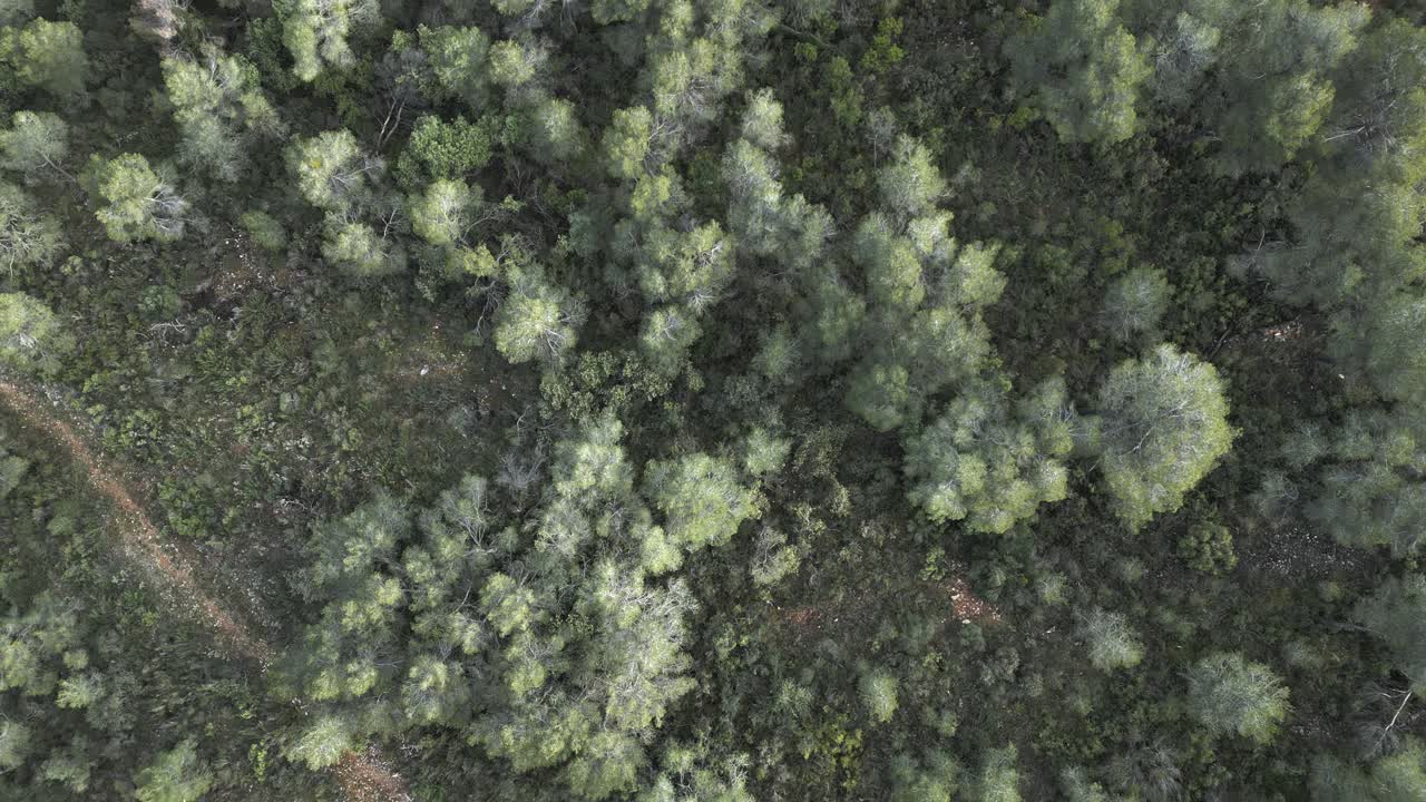 Forest landscape unfolding through aerial views of montsant natural park in catalonia, revealing winding forest path meandering across lush green woodland terrain during summer