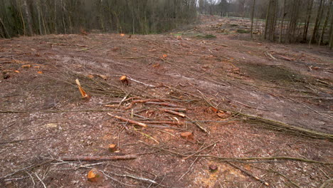 Recently clear cut logged forest parcel and heavy machinery tracks and branches