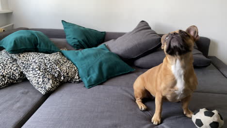 adorable bulldog francés sentado en el sofá gris y mirando alrededor