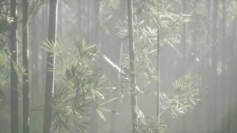 sunlight streaming through a bamboo forest