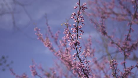 eastern redbud tree flowers against a blue sky