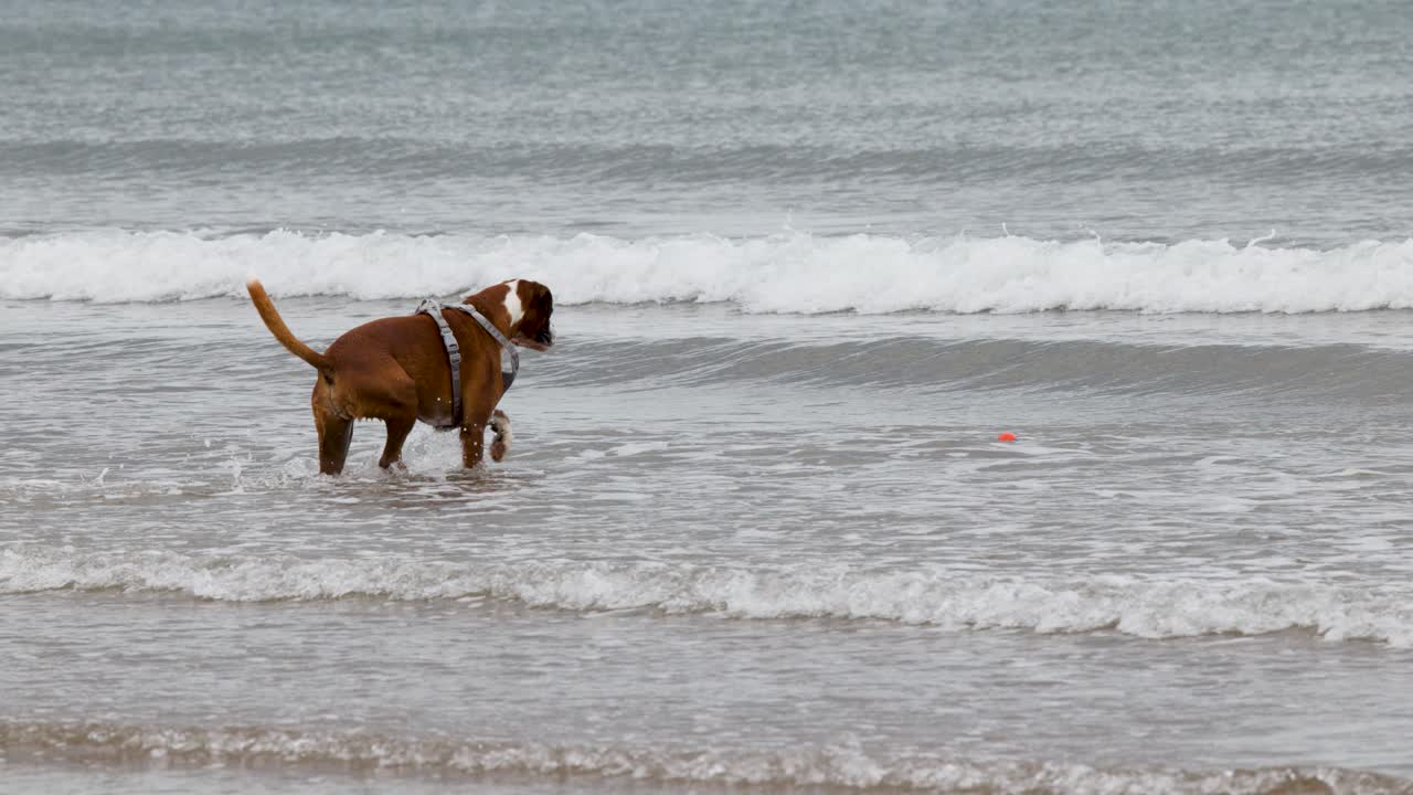 Boxer dog runs and plays fetch with ball in shallow ocean waves, overcast beach lighting
