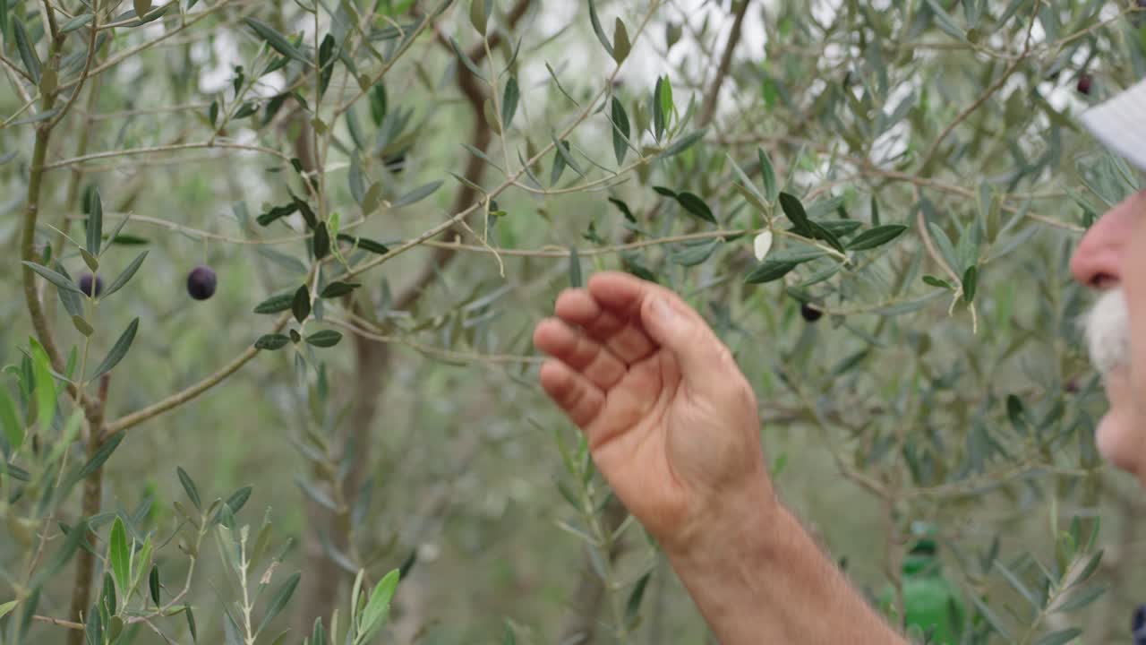 Senior old man with hat picking olives by hand from an olive tree. Slow motion