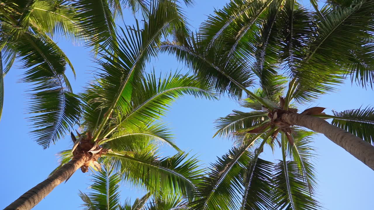 Vertical Low Angle Twisting Shot of Palm Trees Against Blue Sky
