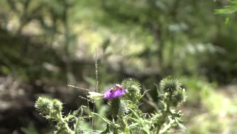 outdoor nature bees and butterfly pollenating flower in wild