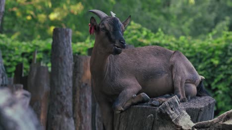 Braune-Ziege-Ruht-Auf-Einem-Baumstumpf-In-Einem-Waldgebiet,-Umgeben-Von-Holzstämmen