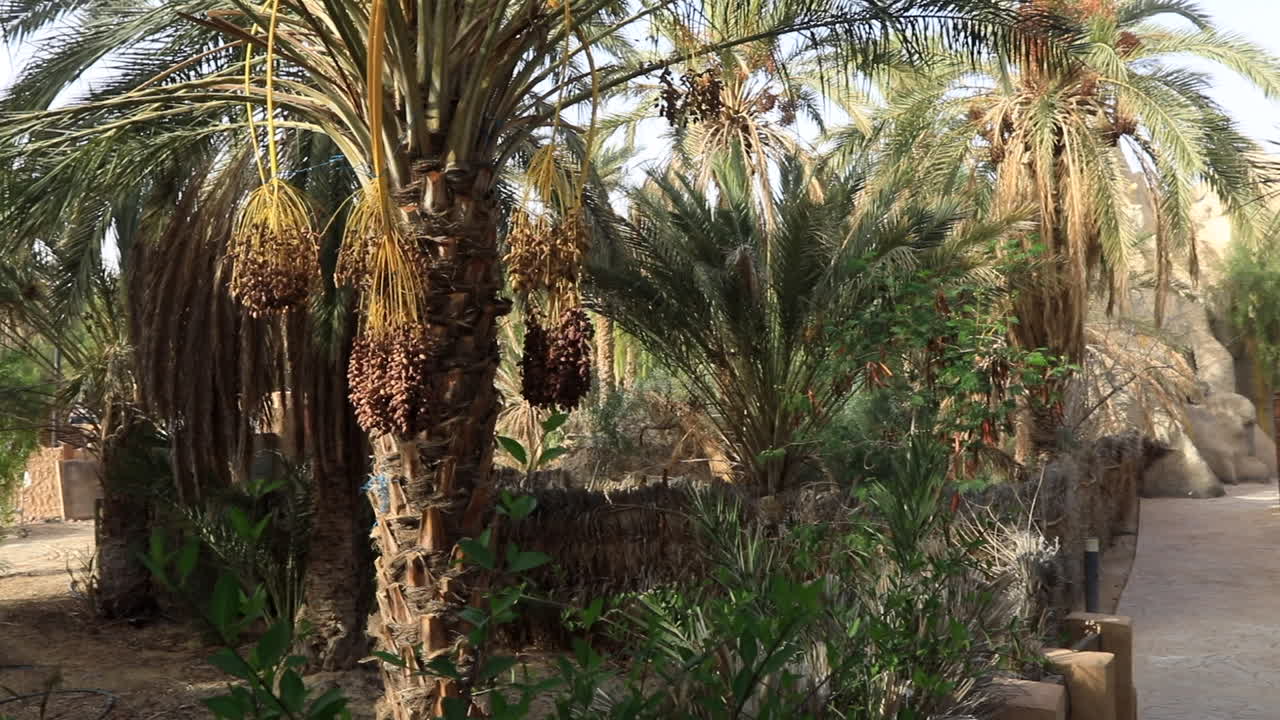빛으로 가득 찬 종려나무 오아시스, 매달린 과일 어리, 조용하고 울창한