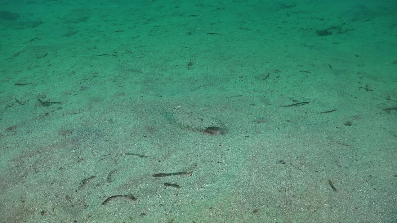 dos platos nadando sobre la arena