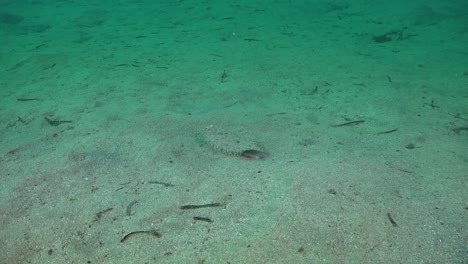 two flounders swimming over sand