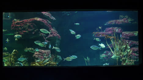 fish shot of a giant fish tank with tropical fishes. montpellier seaquarium
