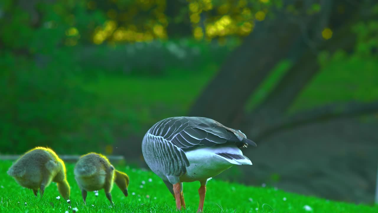чайки и детеныш чайки едят вместе в зеленом парке на природе в пильдаммспаркене в мальме швеция