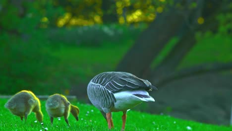 Gaviotas-Y-Gaviotas-Bebé-Comiendo-Juntos-En-El-Parque-Verde-Naturaleza-En-Pildammsparken-I-Malmö-Suecia