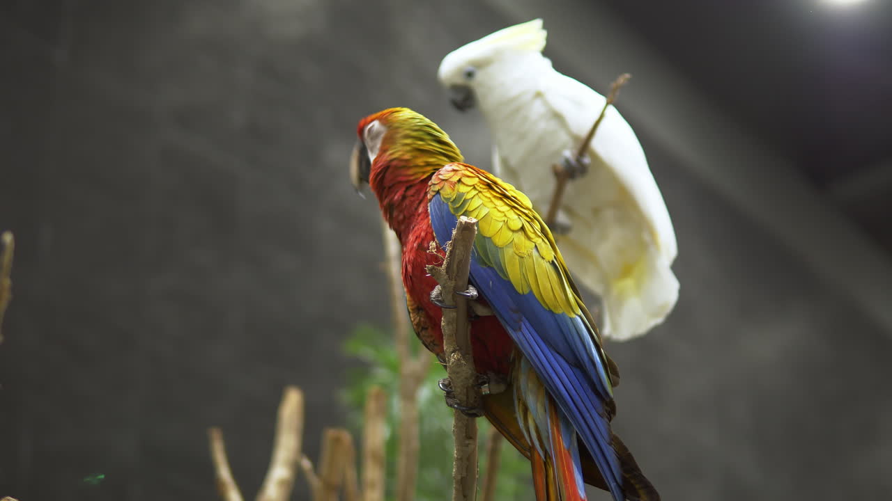 una cacatua blanca y un guacamayo escarlata ara macao están ambos en lo alto de pequeñas ramas dentro de un zoológico en bangkok, tailandia