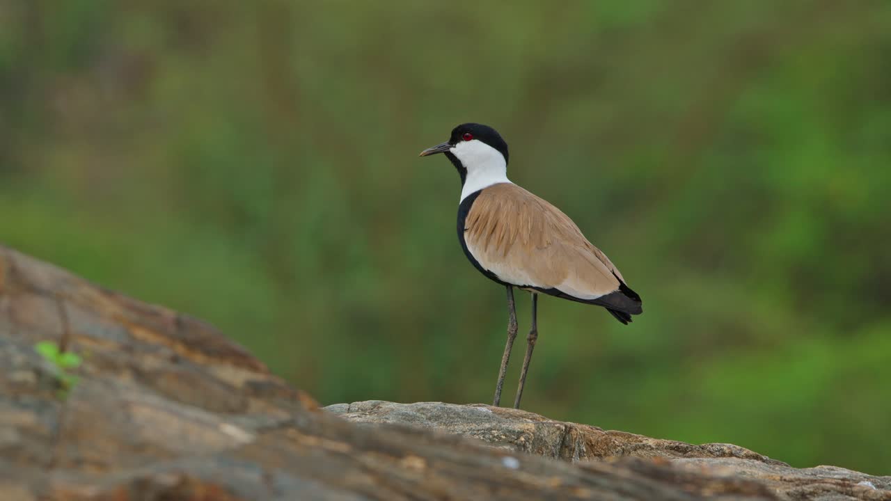 Sporevingelpipe Vanellus spinosus stående på en stein og observerer sitt naturlige habitat i Murchison Falls nasjonalpark, Uganda, som viser frem afrikansk dyreliv og biologisk mangfold