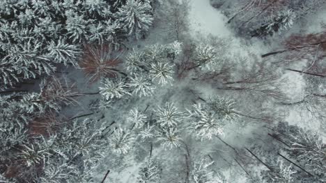 4k uhd aerial drone flight clip moving along snowy tree tops in a dreamy forest in winter in bavaria, germany