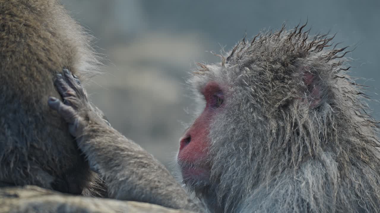 смотрите, как снежная обезьяна осторожно ухаживает за своим товарищем-макаком в теплых водах джигокудани-онсен, окруженной заснеженным пейзажем.