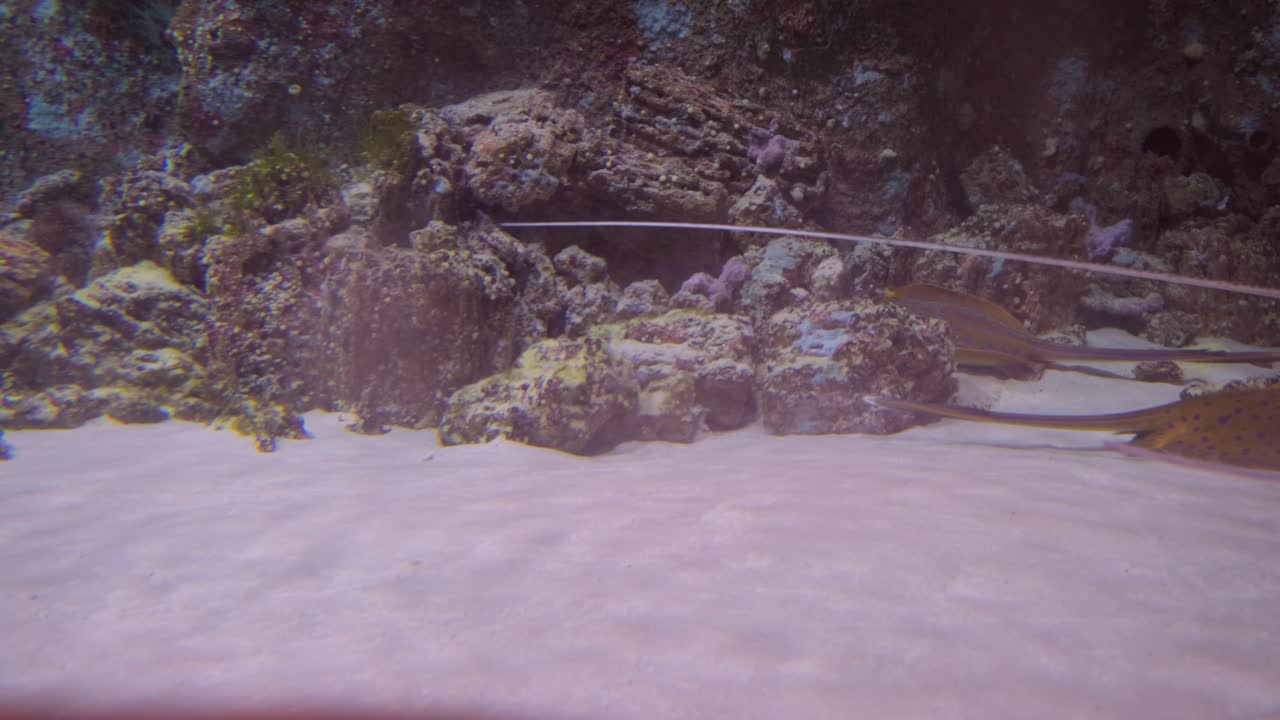 rayas bajo el agua. las rayas son un grupo de rayas marinas, que son peces cartilaginosos relacionados con los tiburones.