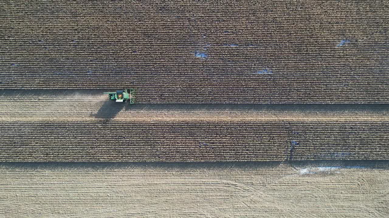 en noviembre, una operación agrícola en ne wisconsin corta y recolecta maíz para ensilaje