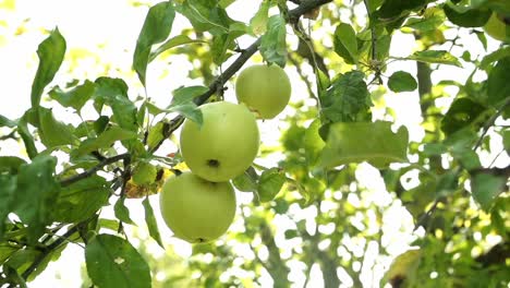 close-up video of fresh, ripe apples hanging on a tree in a lush orchard