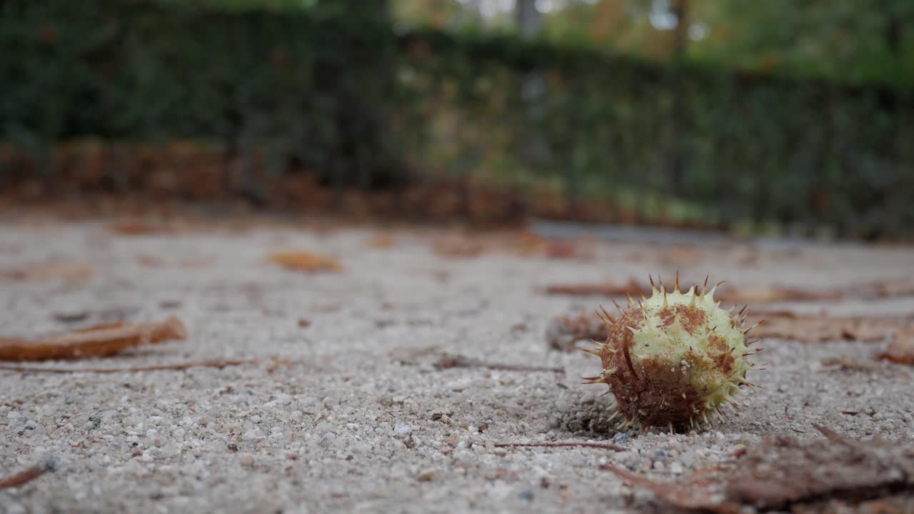 Close-up of a chestnut burr on the ground in a park in autumn