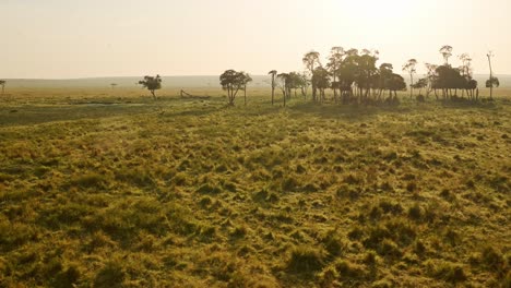 Golden-light-at-sunset-shinging-through-trees-from-aerial-shot-in-hot-air-balloon-ride,-African-adventure-tour-in-Maasai-Mara-National-Reserve,-Kenya,-Africa-Safari-tourism-in-Masai-Mara