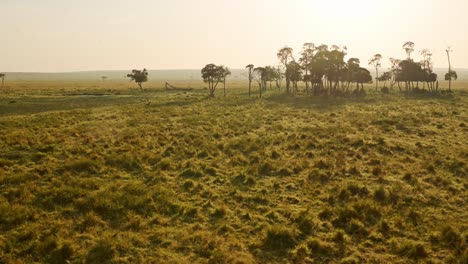 golden light at sunset shinging through trees from aerial shot in hot air balloon ride, african adventure tour in maasai mara national reserve, kenya, africa safari tourism in masai mara