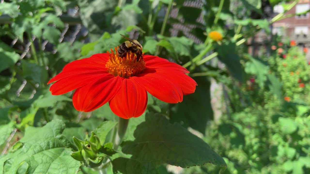 la abeja polinizadora del girasol mexicano