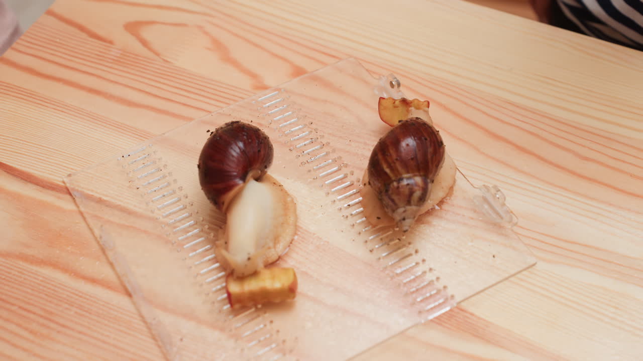 나무 테이블 위에 놓인 사과 조각이 담긴 투명한 쟁반 위에 있는 거대한 달팽이 두 마리를 아이들이 관찰하는 모습, 호기심 많은 학생들이 주변에 모여 있는 교실 과학 시간 풍경이에요