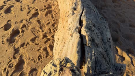 video-shot-recorded-with-a-very-smooth-gimbal-of-a-tree-trunk-on-the-beach