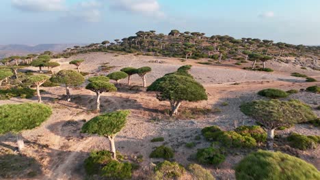 árboles endémicos de sangre de dragón en el bosque de firhmin en la isla de socotra, yemen