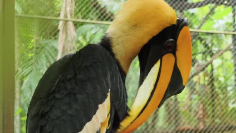 close-up of a hornbill