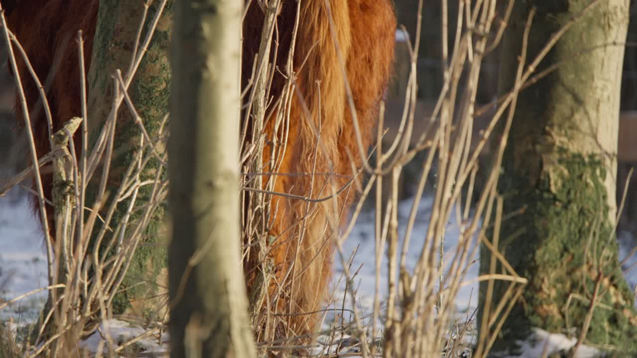 겨울 에 숲 뒤 에 서 있는 고지대 소 의 털 이 많은 리