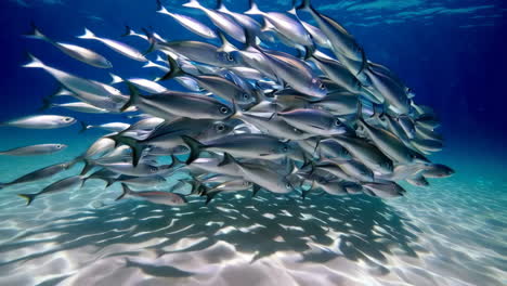 escuela de peces en el arrecife de coral