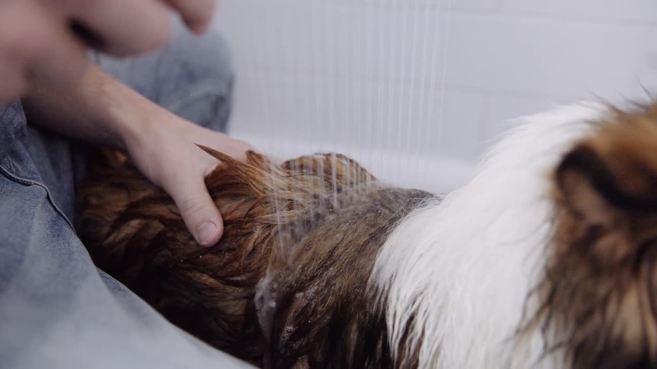 el hombre lava su sheltie repasando el abrigo con una ducha