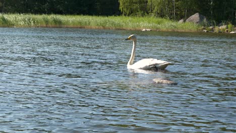 White-swan-swims-gracefully-across-lake-in-afternoon-sunshine