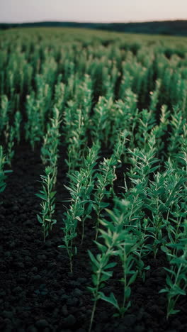 linseed field
