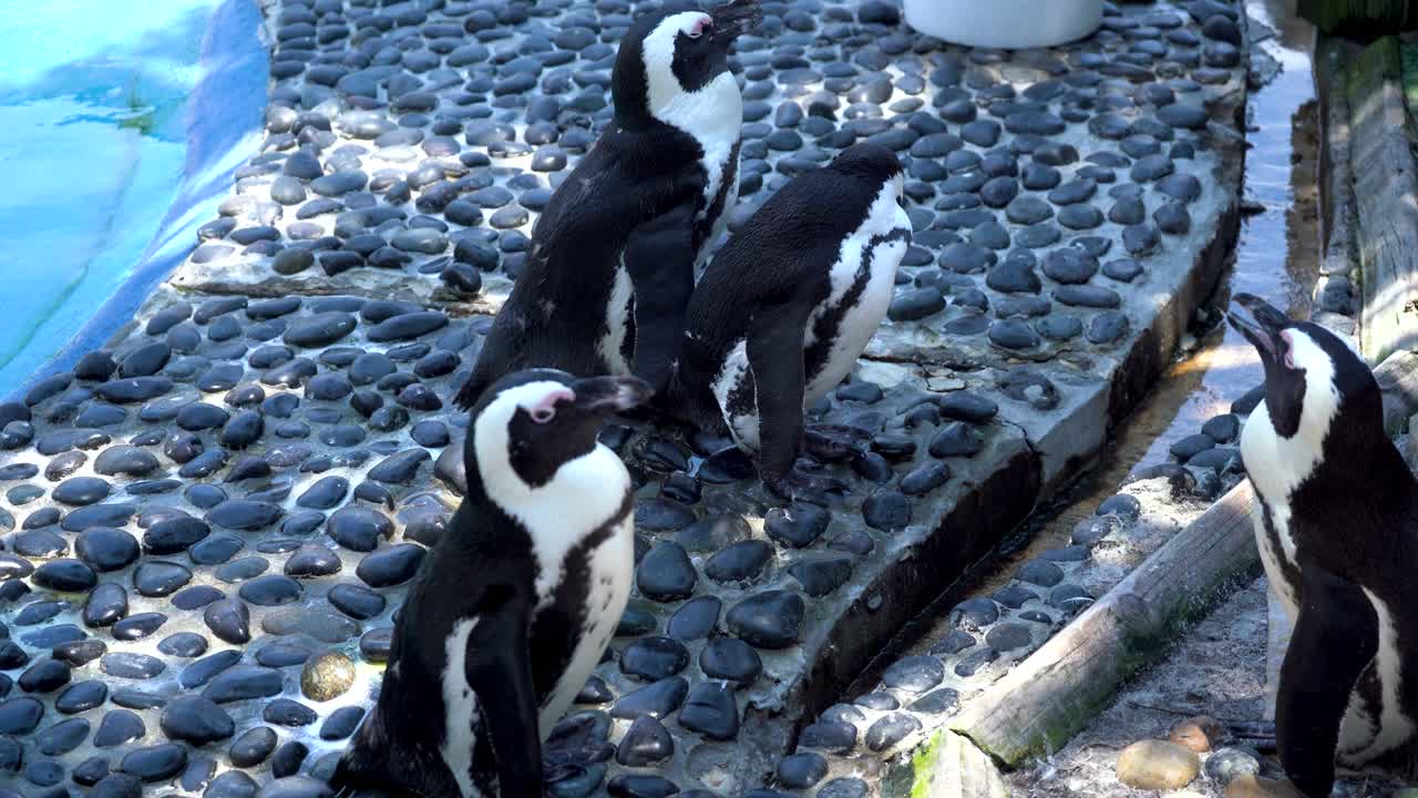 pingüinos en el acuario