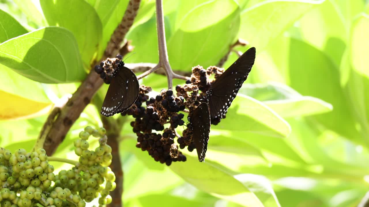 Butterflies gather on a lush plant, feeding in bright sunlight, showcasing nature's beauty and tranquility