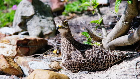 alert and territorial spotted thick-knee on her sandy nest, closeup side view